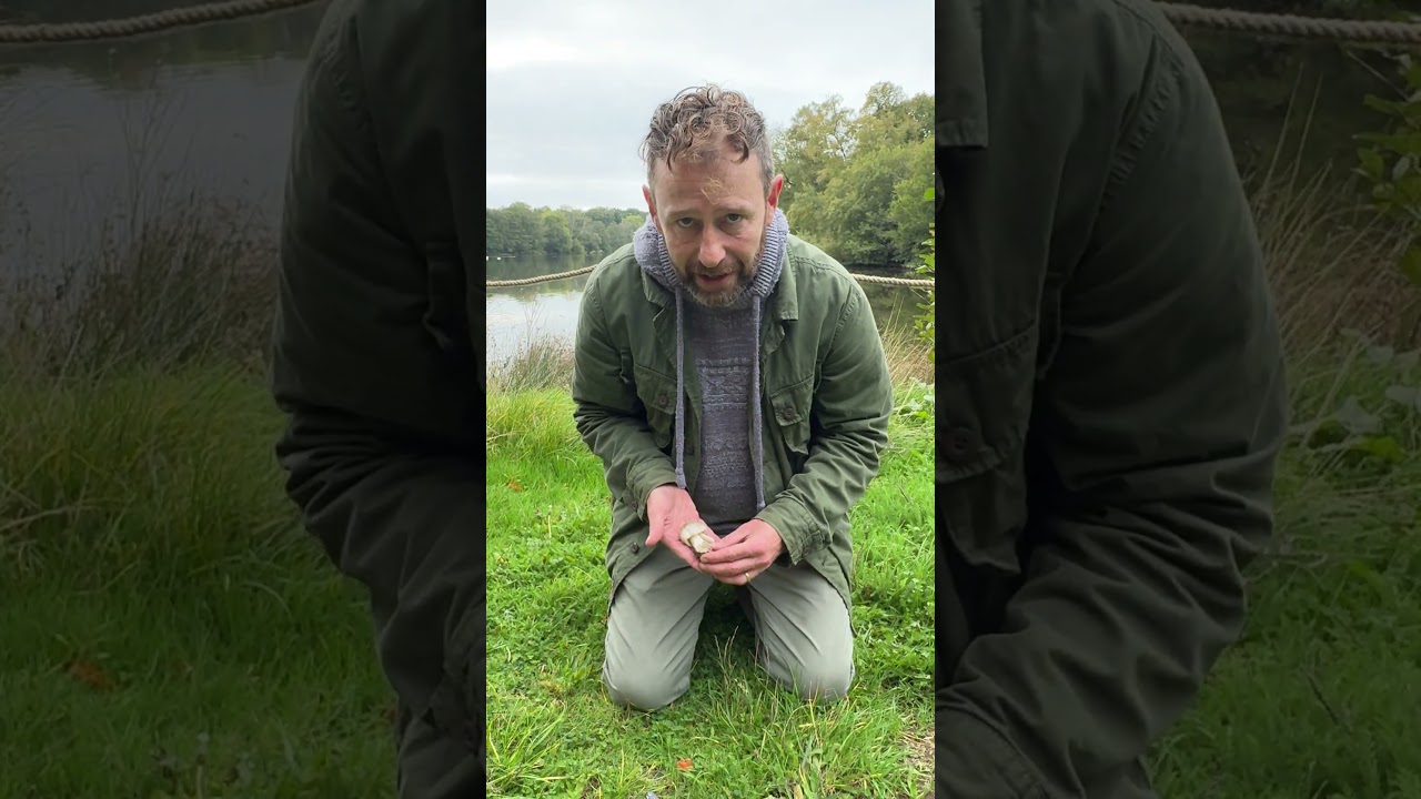 A good edible with deadly lookalikes! The Stubble Rosegill.  #Wildfooduk #foraging #wildmushrooms