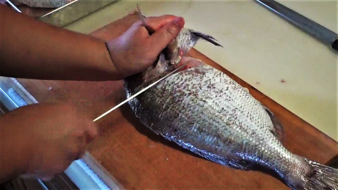 甥っ子が釣り上げた釣り堀の魚  後編 真鯛三枚おろし甥っ子からのミッション「早くさばける？」と皮引き、お造り、後半は甥っ子との茶番劇場編