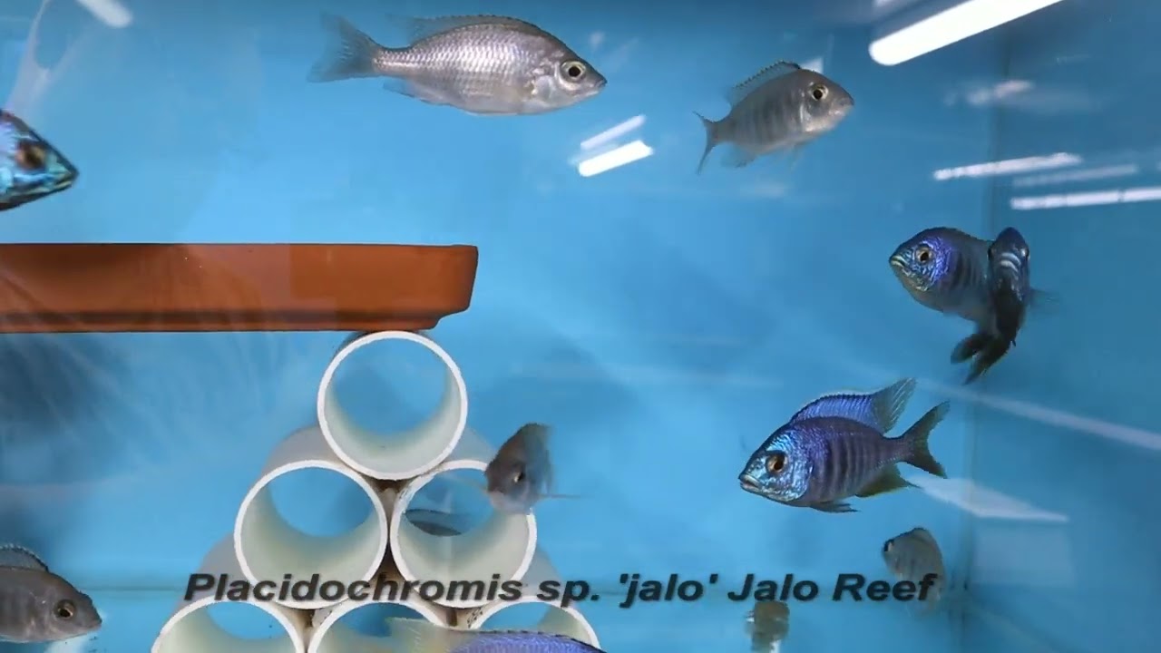 Integral Aquatics Placidochromis sp  'jalo' Jalo Reef