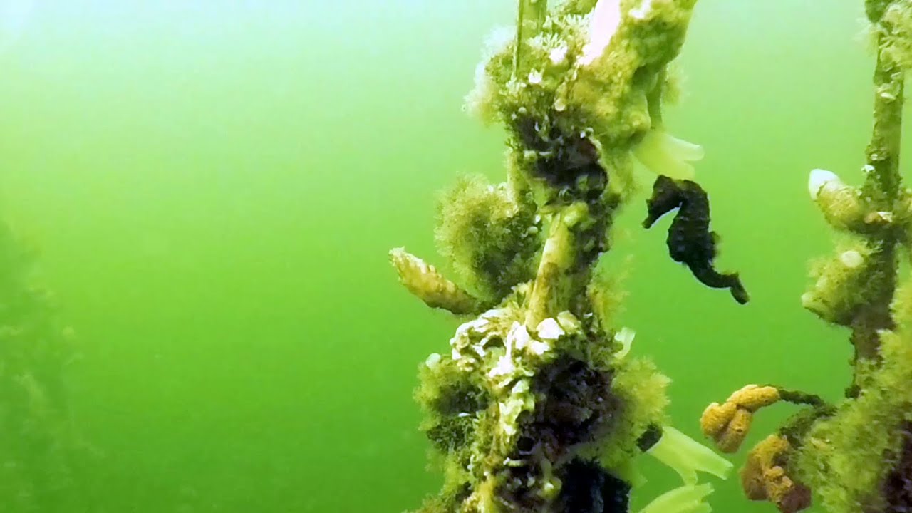 Woensdagochtendduikje Oosterschelde, 7 september 2022