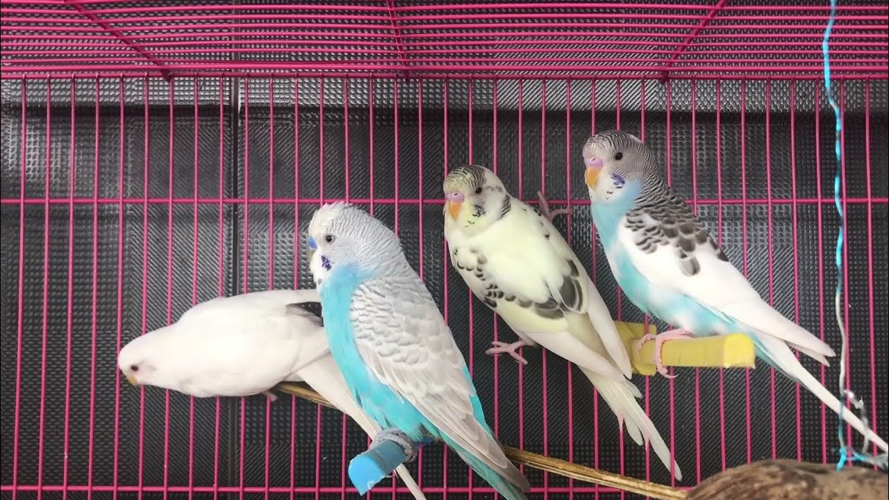 As Mais Lindas Cores de Periquitos Australianos Lindos Casais