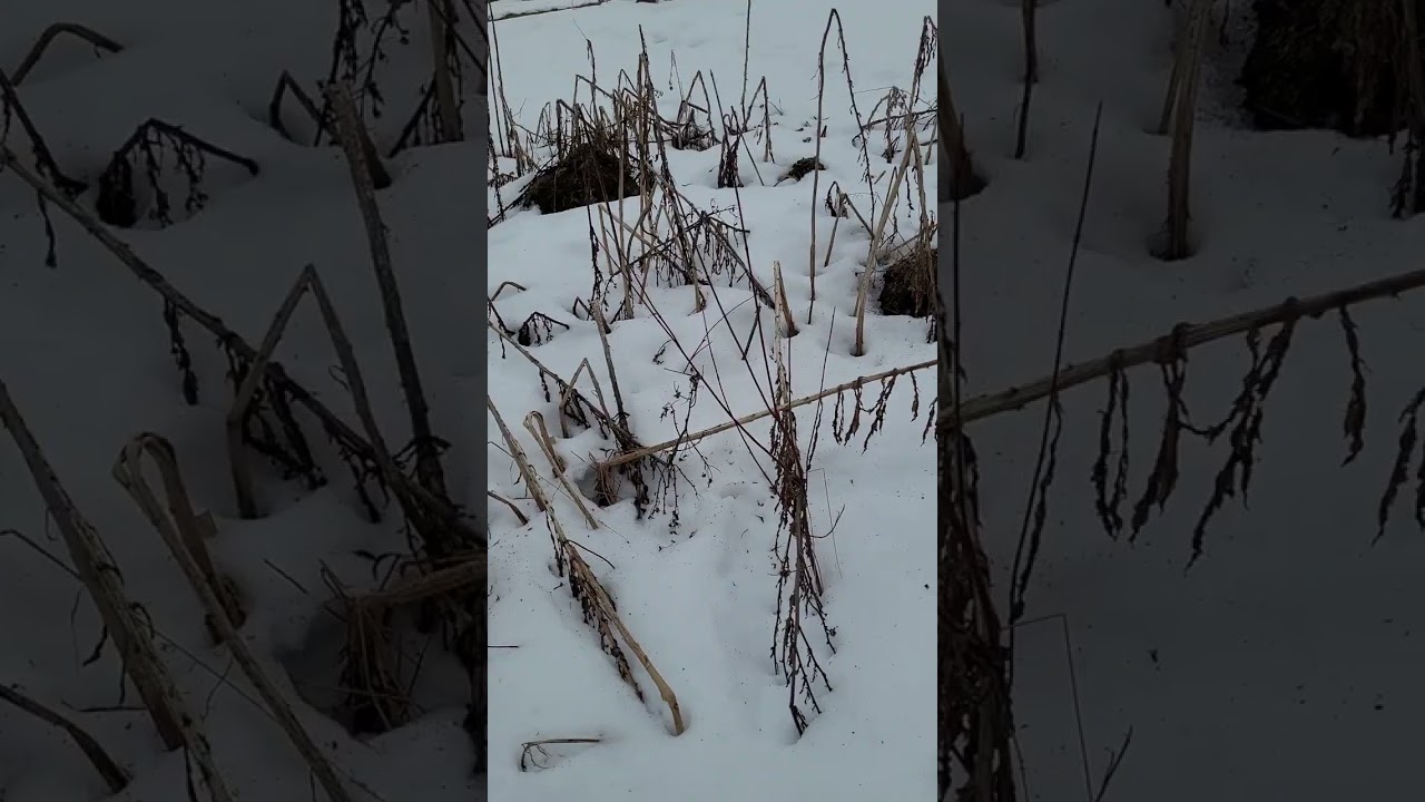 First Snowshoeing Adventure & 10 Fascinating Snowshoe Facts