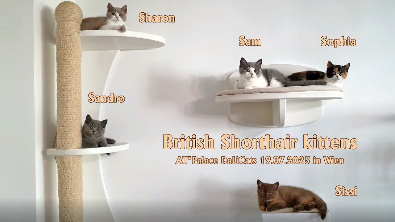 British Shorthair cats in Vienna ❤️ Britisch Kurzhaar Katzen in Wien ❤️ AT*Palace DaLiCats