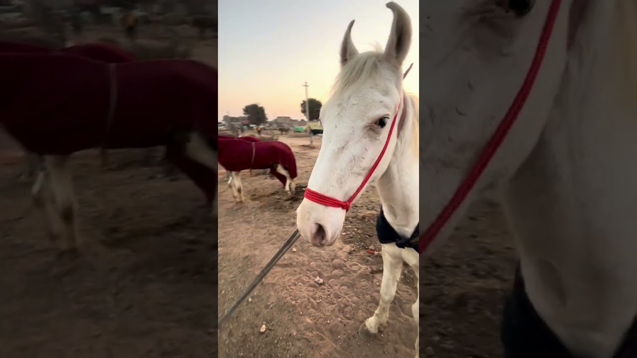उत्तर प्रदेश का नामचीन घोड़ी 🐎 घोड़ा 🐴 व्यापारी राशिद भाई नागौर मेला 2026
