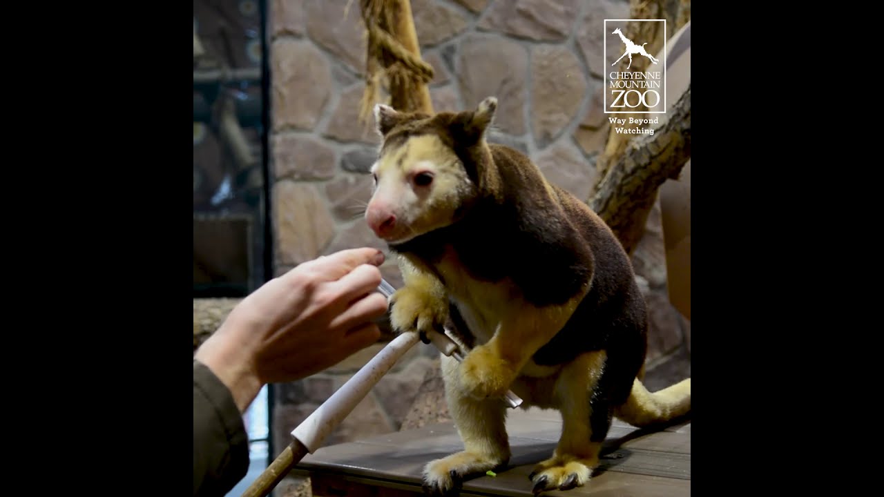 Training and Enrichment with Tristan, CMZoo Tree Kangaroo