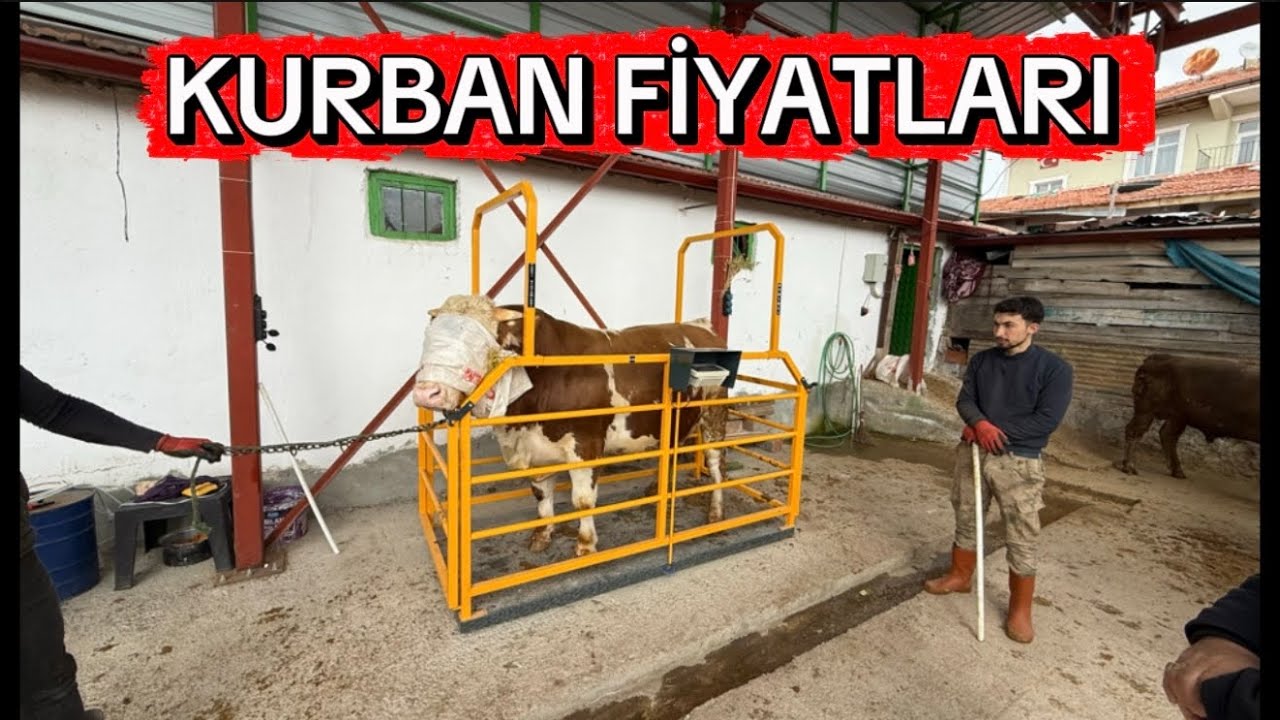 KURBANLIK FİYATLARI 06 MART KIRIKKALE 