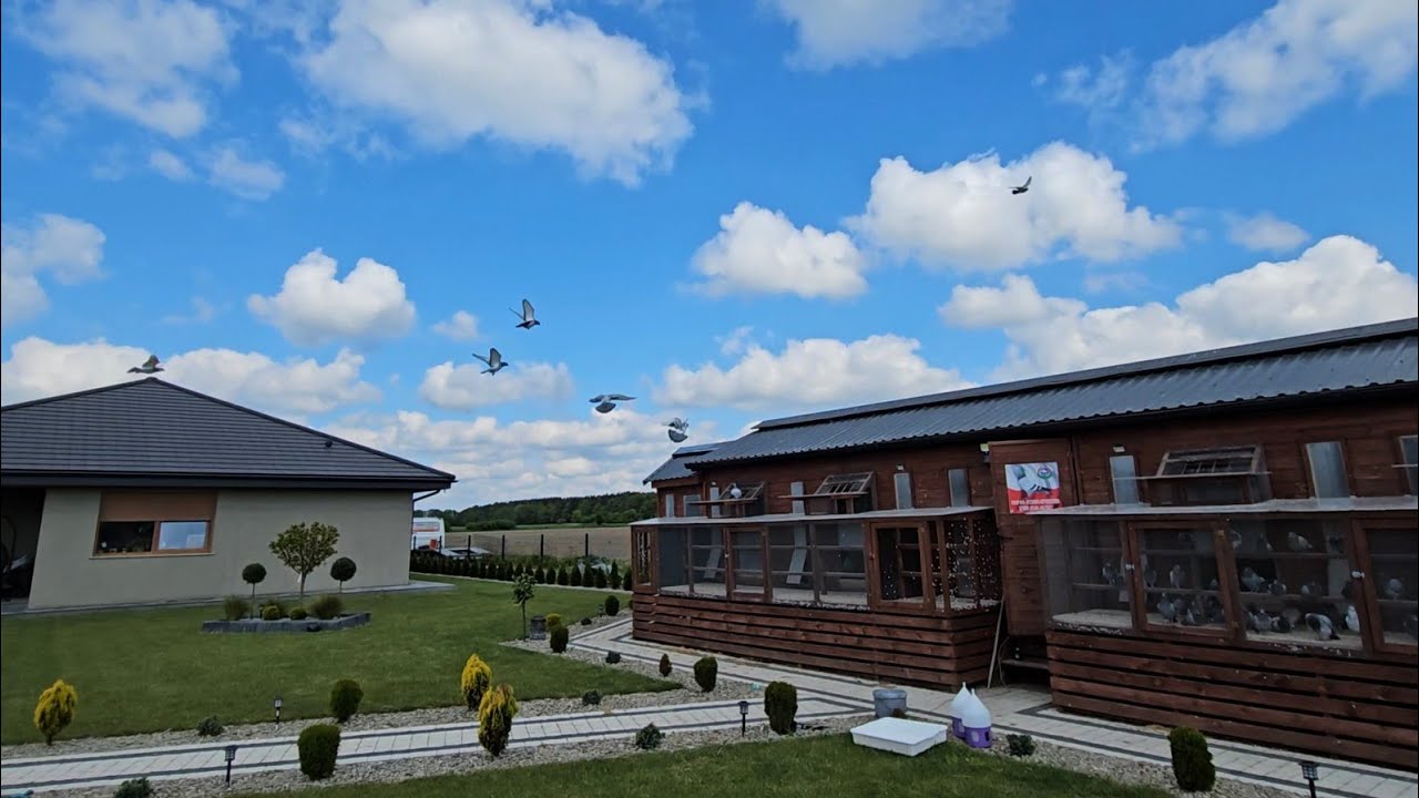 2 LOT Sulechów 180km POD WIATEREK ✅️ PIĘKNE UDERZENIE I JEST SZPICA🔥  Gołębie Pocztowe 2025✅️
