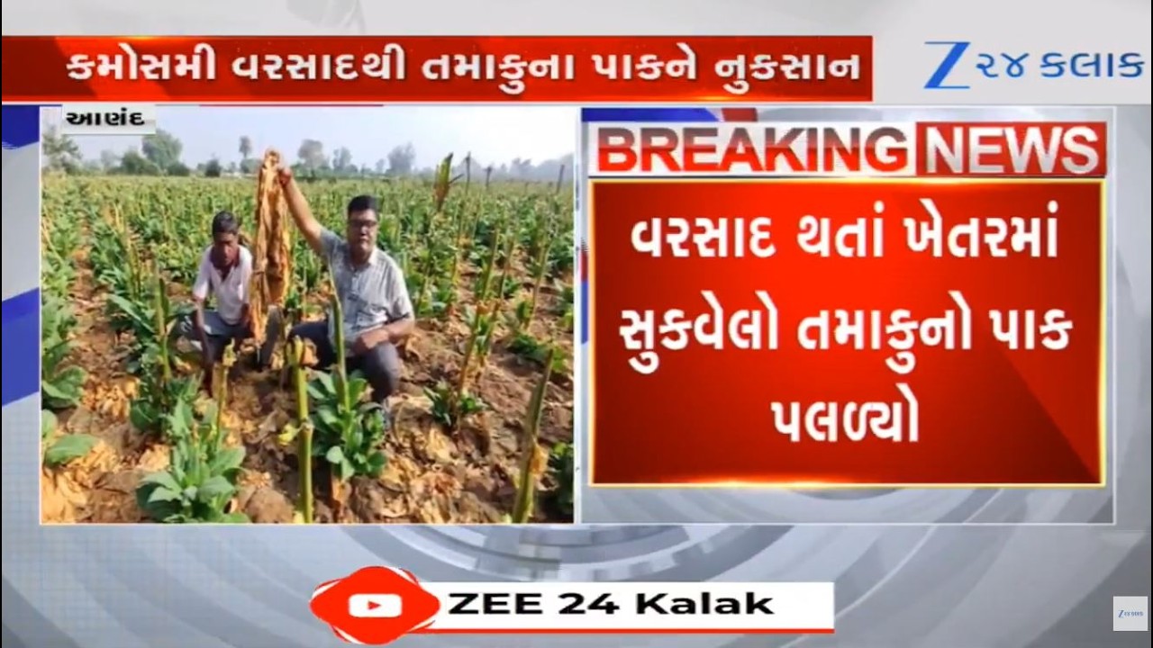 Gujarat: Tobacco farmers suffer huge crop loss due to unseasonal rain showers in past days in Anand
