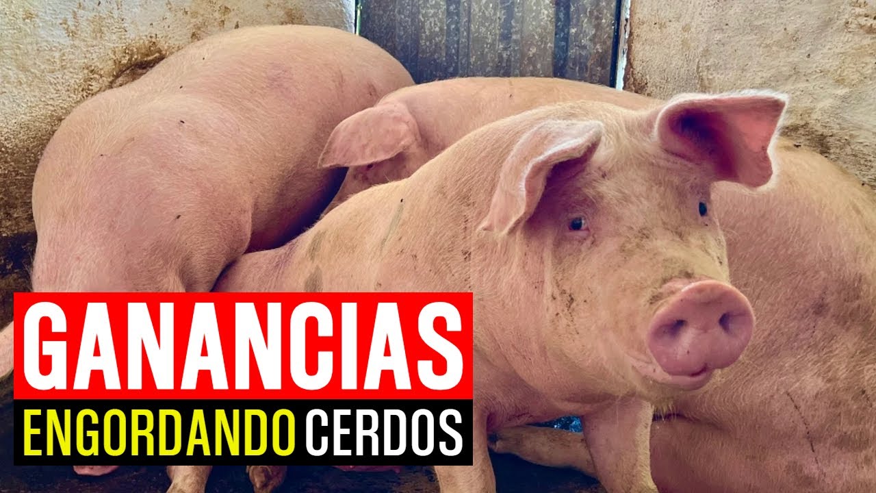 ¿Es RENTABLE Criar y Vender CERDOS de ENGORDA?