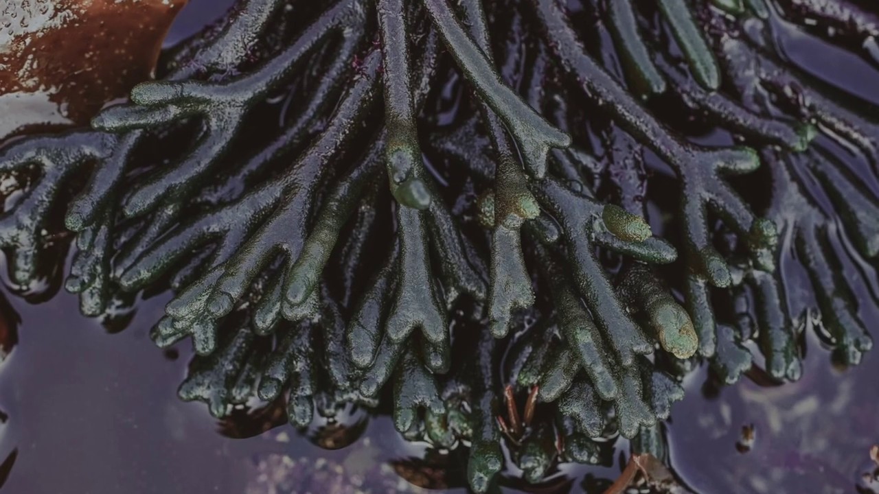 Intertidal Wilderness Episode 4: Codium fragile