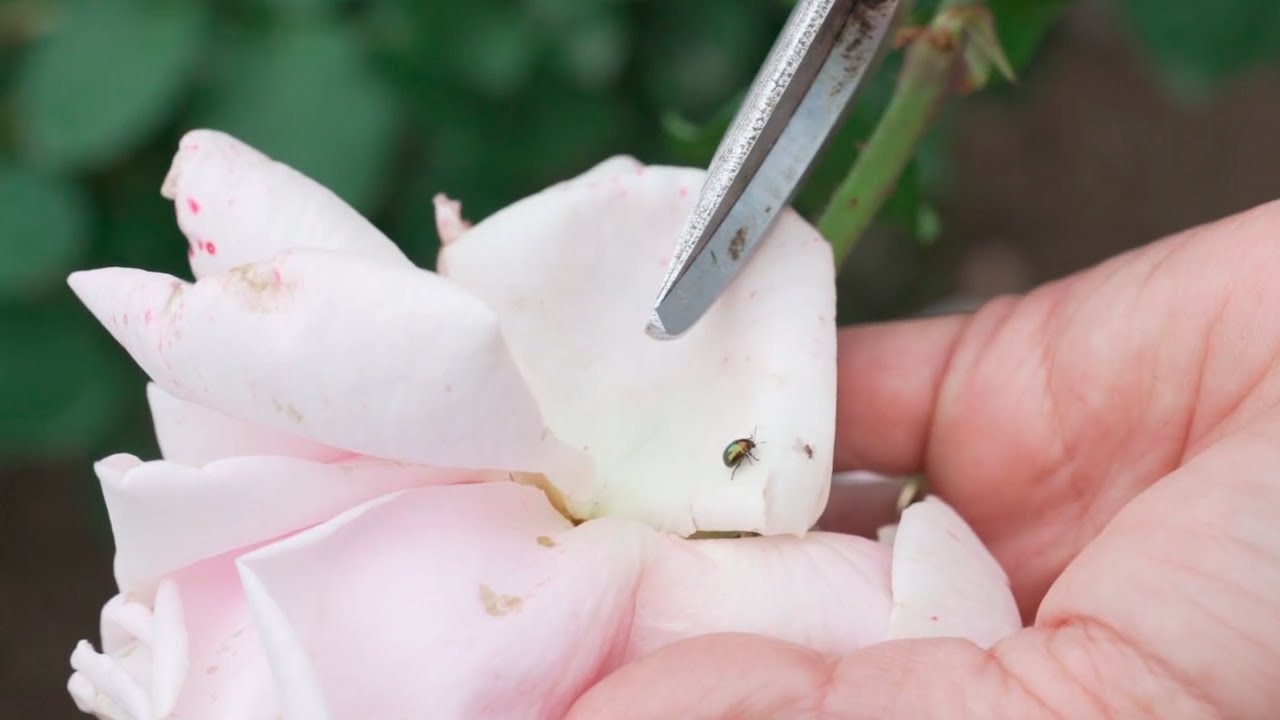 Taller de Rosas [4/5] - Cuidados, plagas y enfermedades