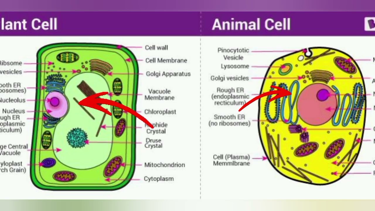 Chapter 3#cell membrane#cytoplasm#Nucleus