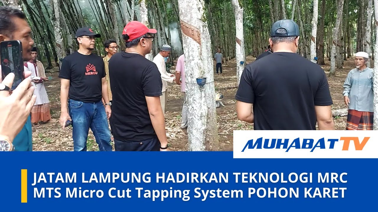 UPAYAKAN PRODUKTIVITAS TANAMAN KARET JATAM LAMPUNG HADIRKAN MRC TEKNOLOGI MTS