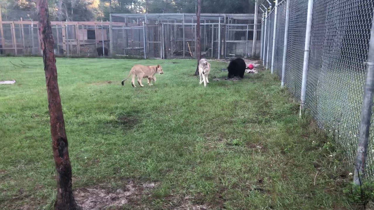 Only one place where a lion bear & wolf play...everyday!!!🐻🦁🐺❤️