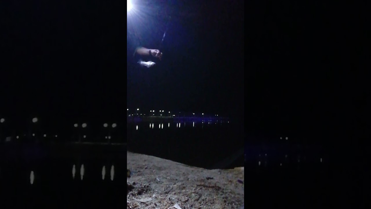 . صيد سمك القرقفان. في الشبيلي