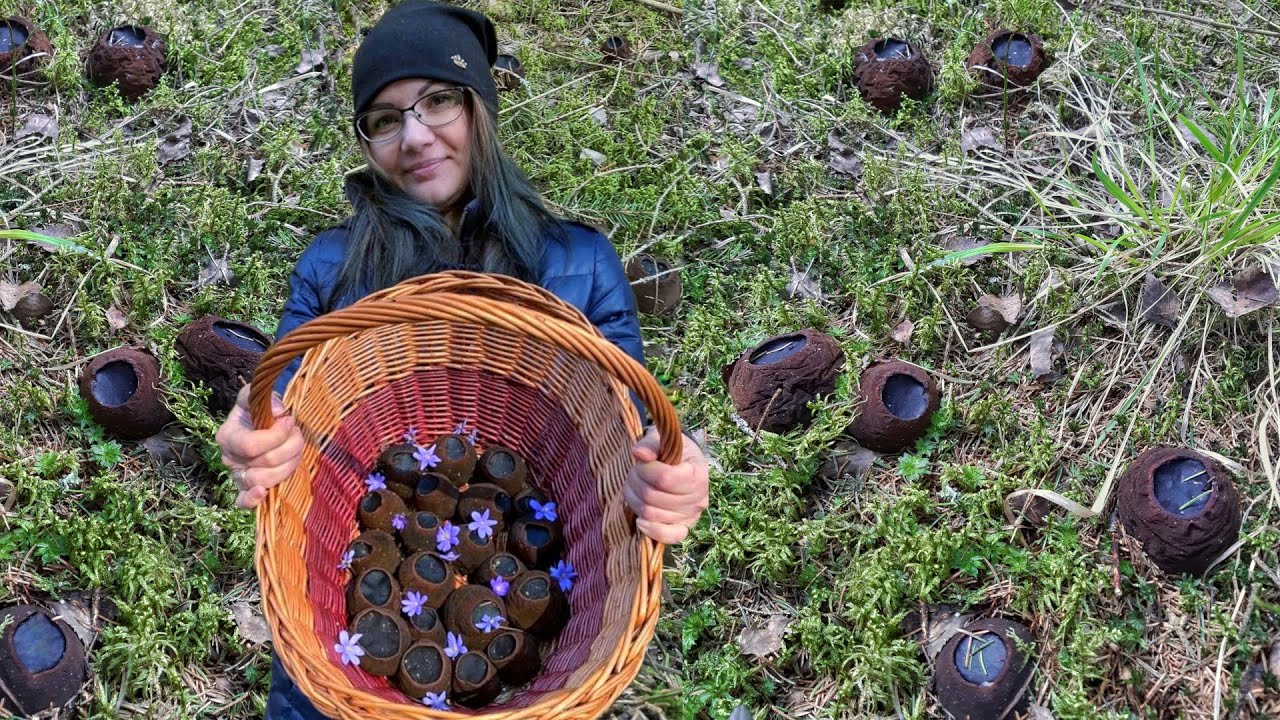 ГРИБЫ С ДРУГОЙ ПЛАНЕТЫ, ТАКОГО ВЫ ЕЩЕ НЕ ВИДЕЛИ, САРКОСОМА ШАРОВИДНАЯ - МОЛОДИЛЬНЫЙ ГРИБ