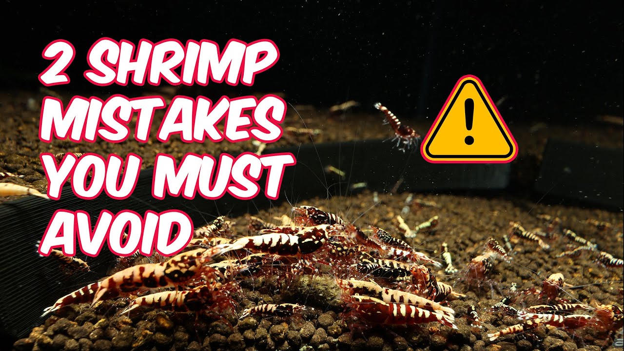 My BIGGEST Shrimp Keeping Mistakes!