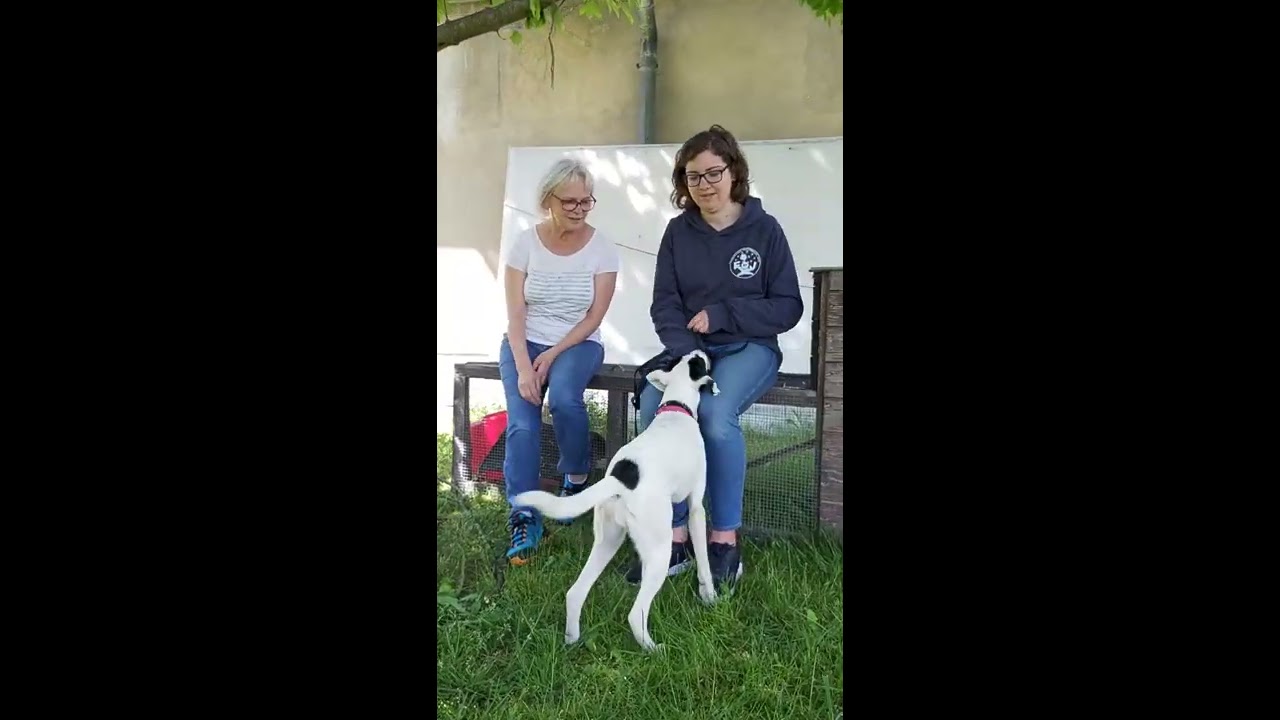 Pointer Hündin Elli ist taub - Hundevermittlung Tierheim Freiberg