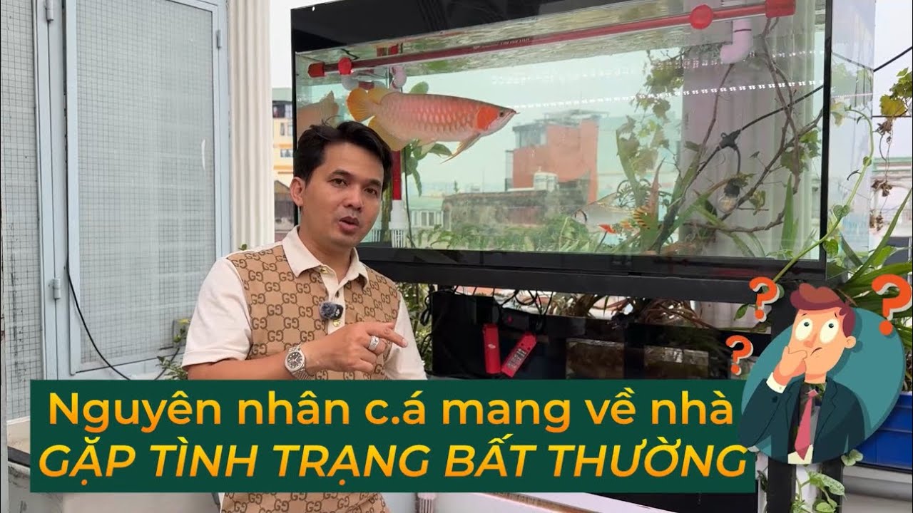 Tổng hợp NGUYÊN NHÂN khiến C.Á RỒNG gặp những rủi ro khi THẢ CÁ tại nhà