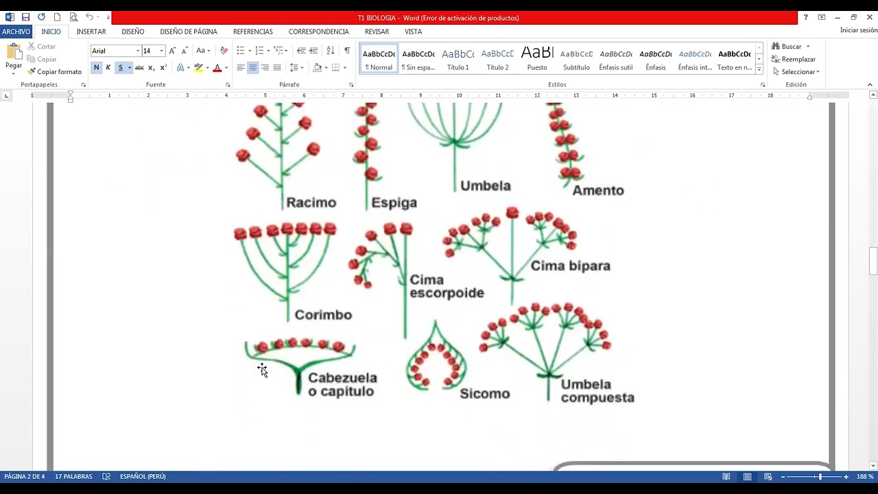 CEBA BIOLOGIA 26.01.26