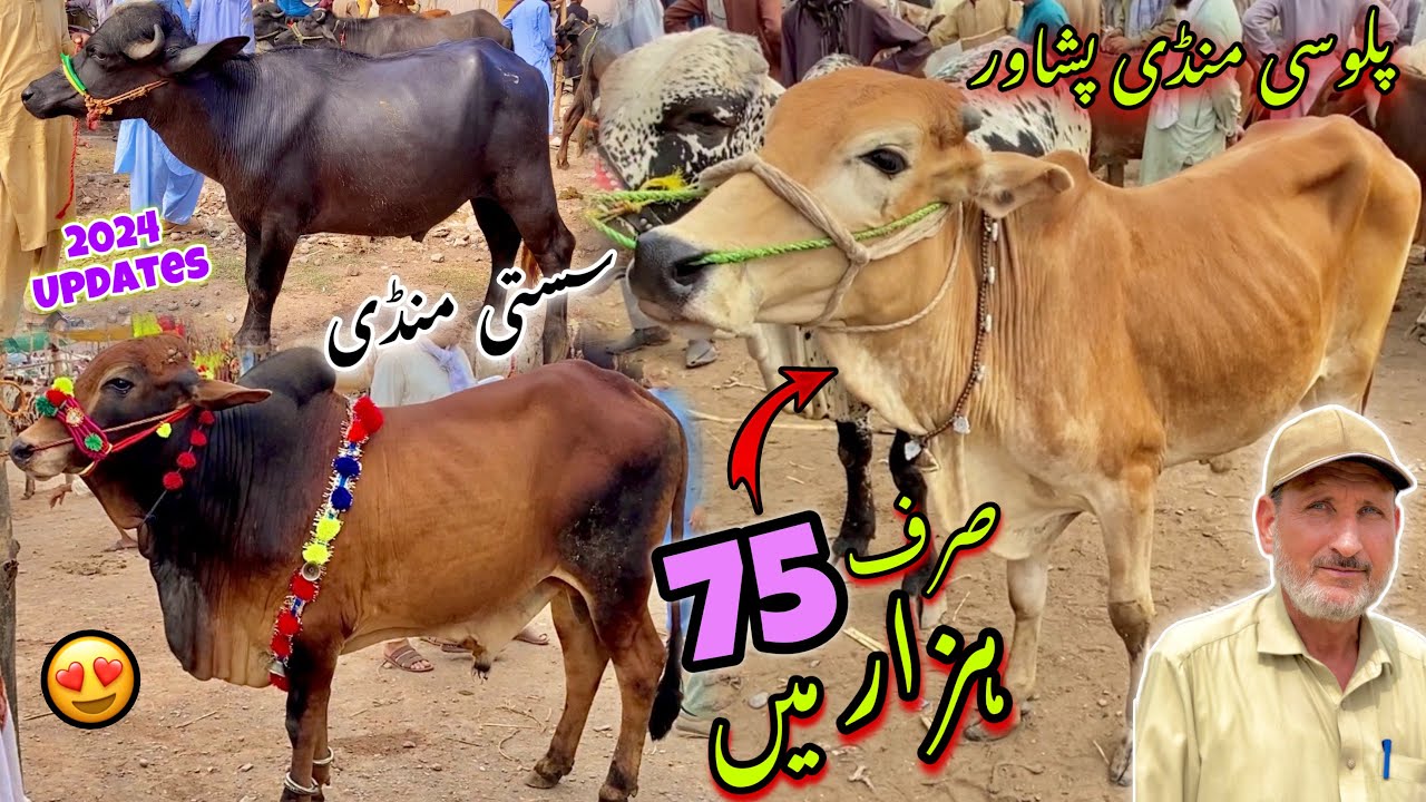 Palosi Maweshi Mandi Peshawar New Updates 7/6/2024 | Maweshi Mandi 2024 | Khyber Social Tv