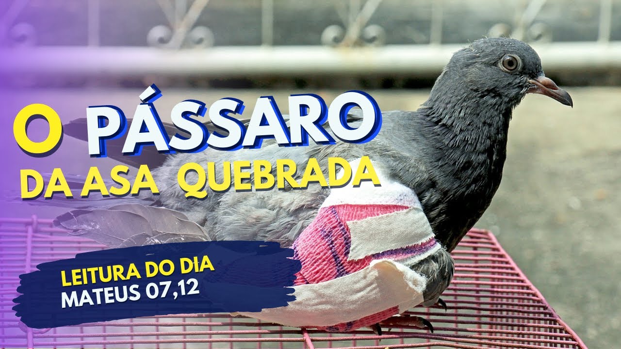 O p&aacute;ssaro da asa quebrada