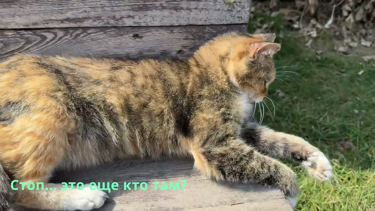 Кошка следит за собакой, а кот — за ними 😄