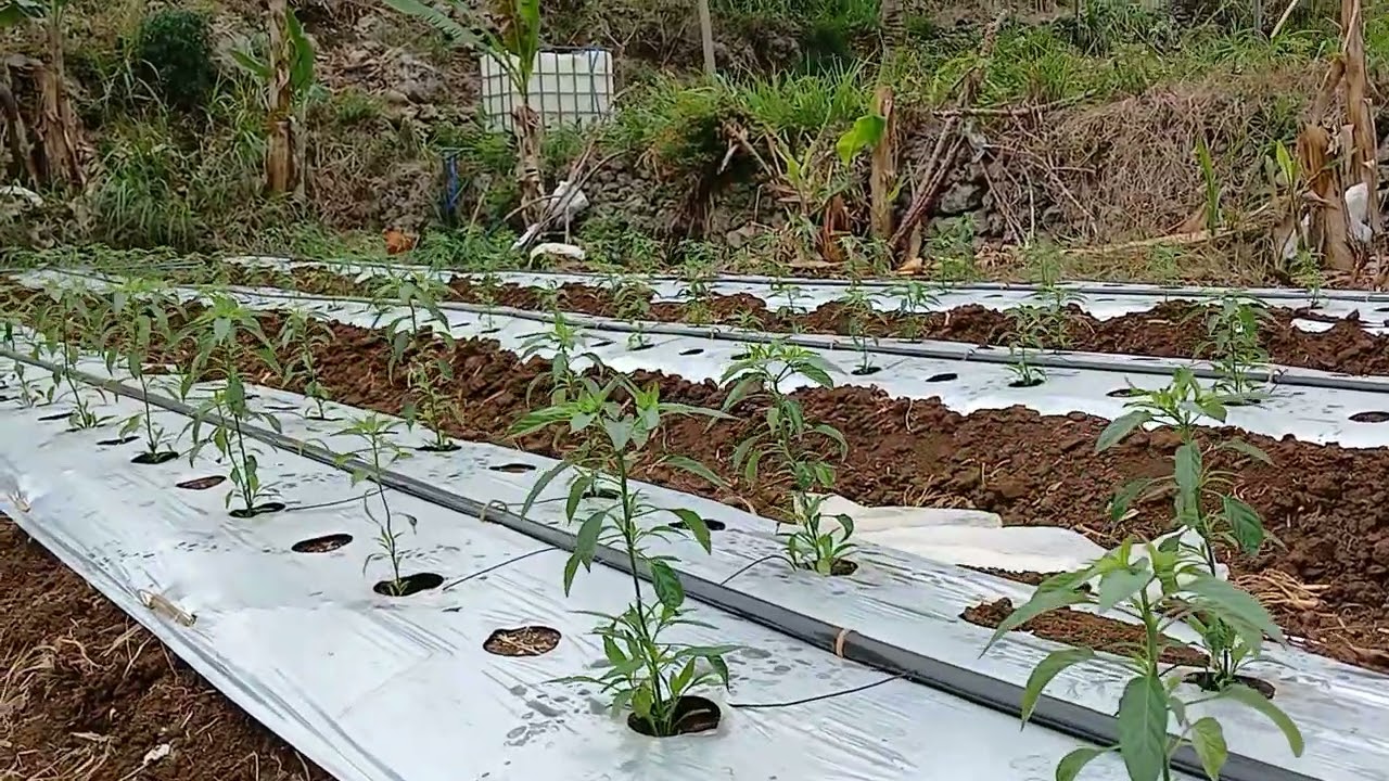 Cabai Merah Keriting Umur 20hst Sudah Mulai Berbuah