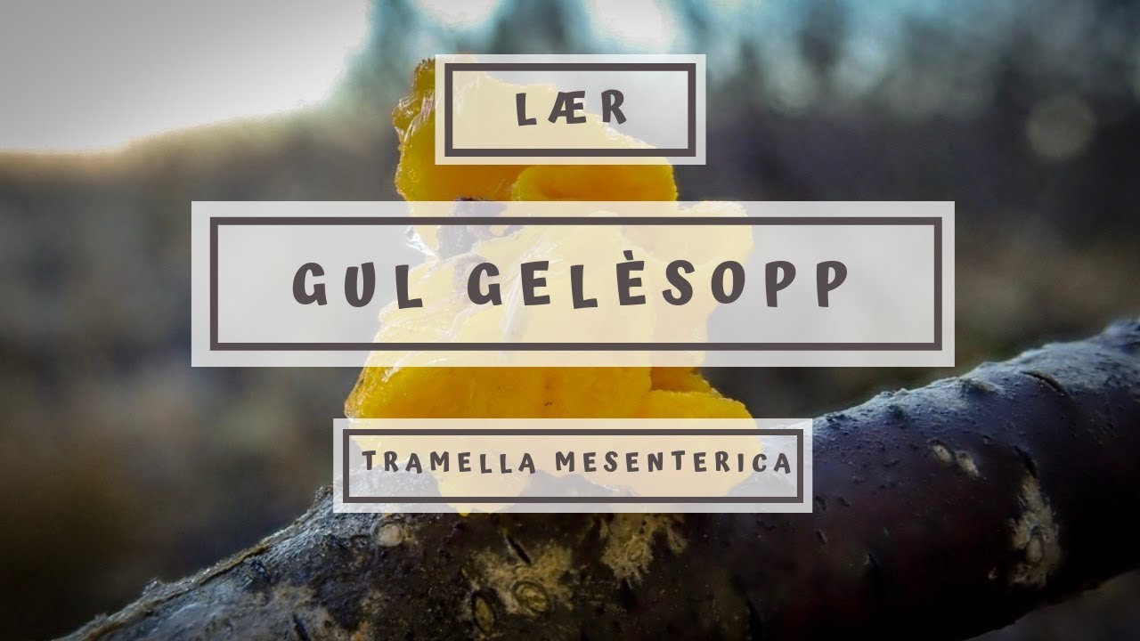 L&aelig;r Gul gel&eacute;sopp (Tremella mesenterica)