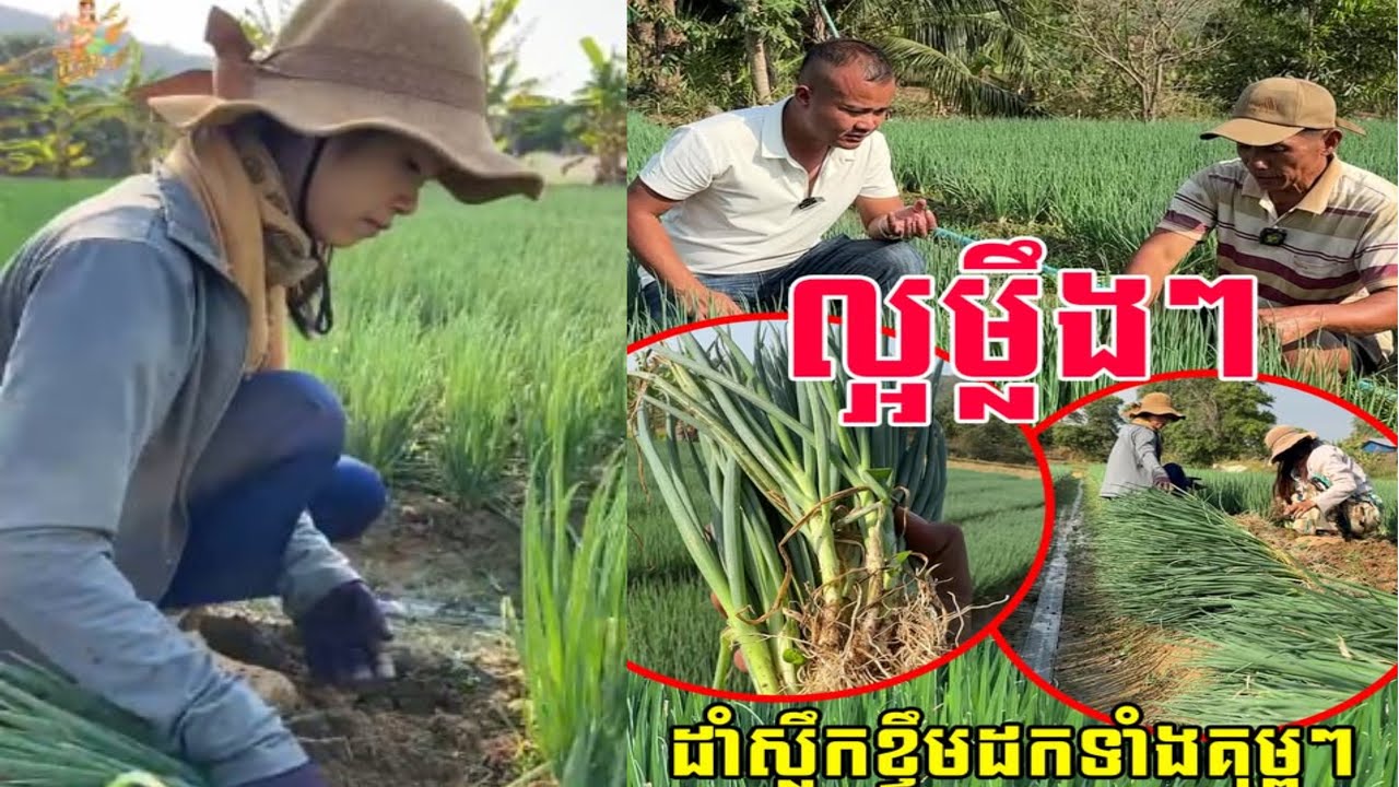 ល្អម្លឹងៗ កើបលុយបើដាំត្រូវទីផ្សារ ដកទាំងគុម្ពៗ