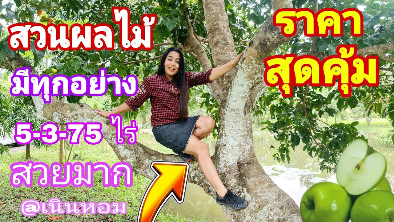 🍎สวนผลไม้ 🥕ราคาสุดคุ้ม [EP.1140] บรรยากาศดี ร่มรื่น #ต้นไม้เยอะ ติดถนนคอนกรีต #มีผลไม้ทุกชนิด