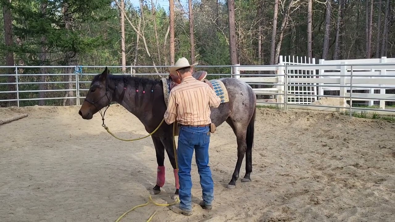 Colt, first saddles