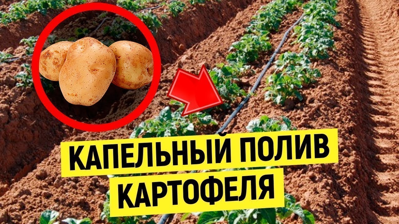 Капельный Полив Картофеля (Капельное Орошение)