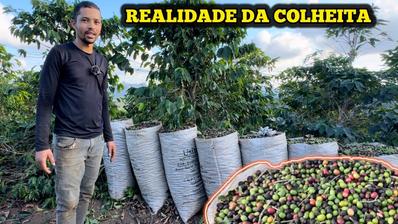 COLHEITA DE CAFÉ MOSTRAMOS NA PRÁTICA E DICAS QUE VOCÊ PRECISA SABER