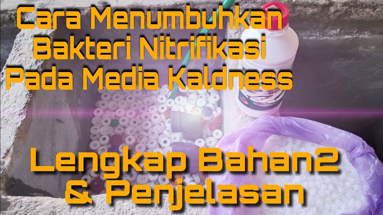 CARA MENUMBUHKAN BAKTERI NITIRIFIKASI PADA KALDNESS DAN TUTUP BOTOL||#tutorial #budidayaikannila