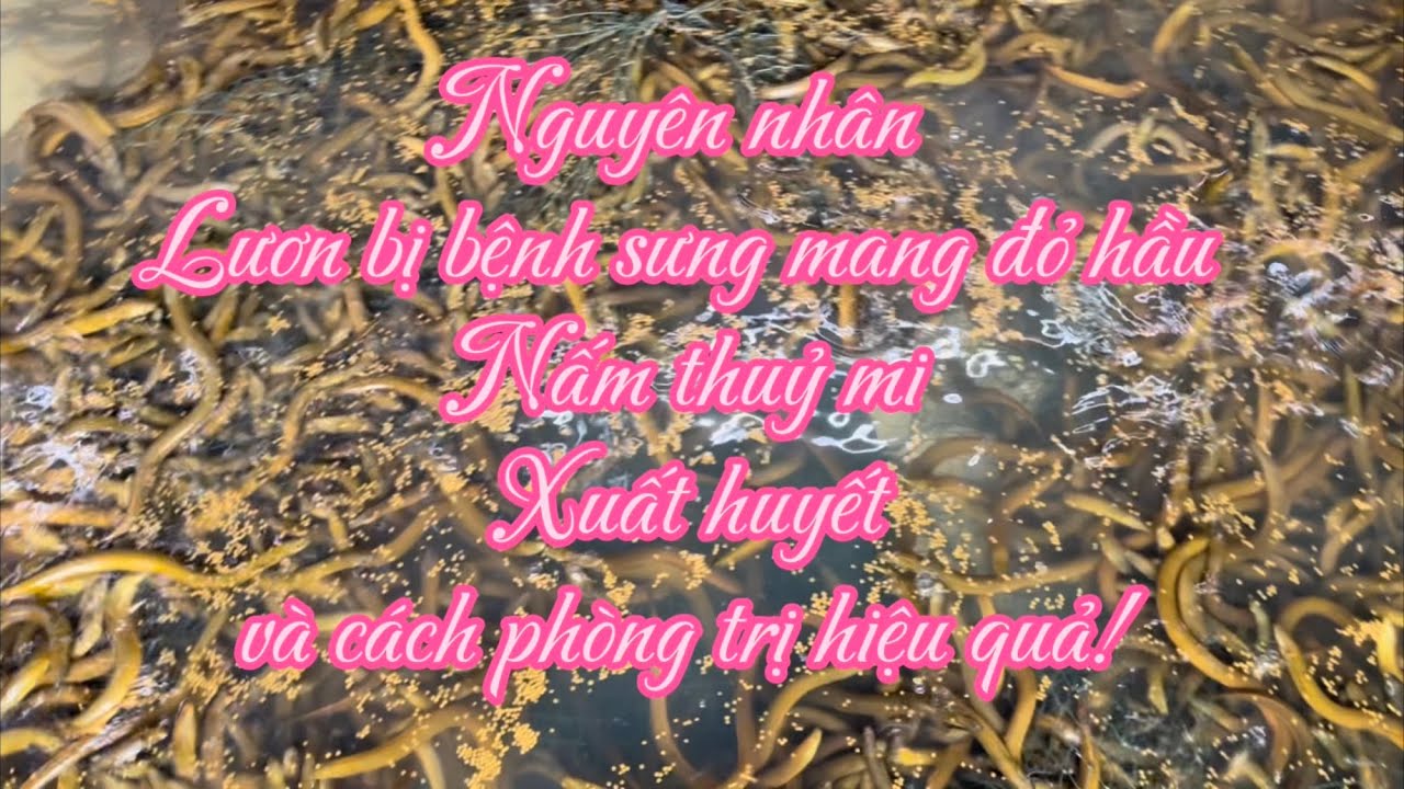 Nguyên nhân lươn bị bệnh sưng mang đỏ hầu - Nấm thuỷ mi - Xuất huyết và cách phòng trị hiệu quả!