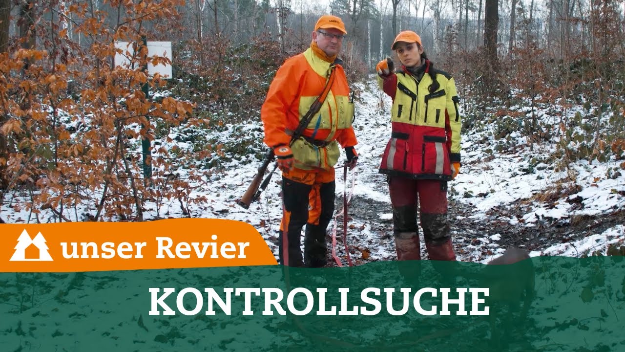 Kontrollsuche auf Schwarzwild I Nachsuche I Dr&uuml;ckjagd im uJ-Testrevier I unser Revier / #16