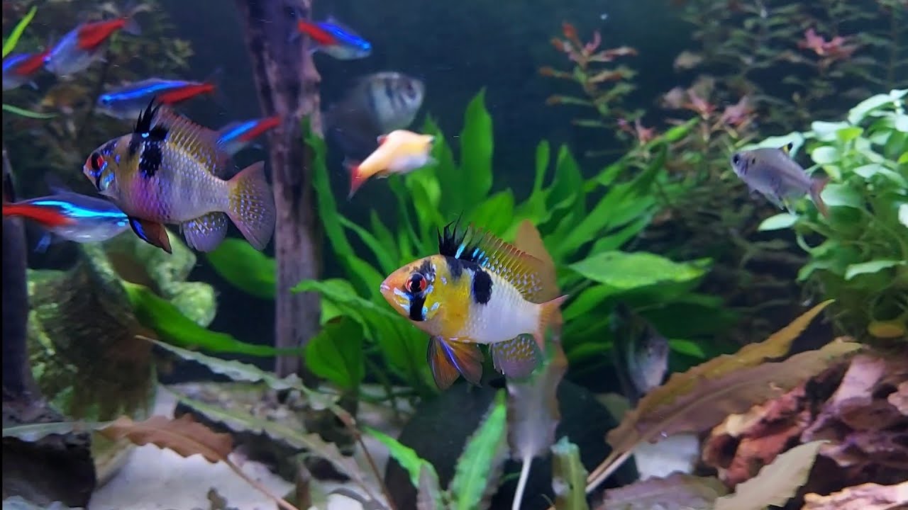 Ich folge dir auf Schritt und Tritt  /  Schmetterlingsbuntbarsche, Ramirezi