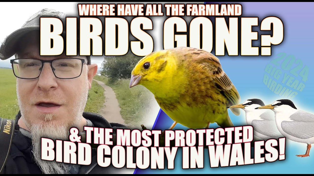WHERE HAVE THE FARMLAND BIRDS GONE!? & THE MOST PROTECTED BIRD COLONY IN WALES!