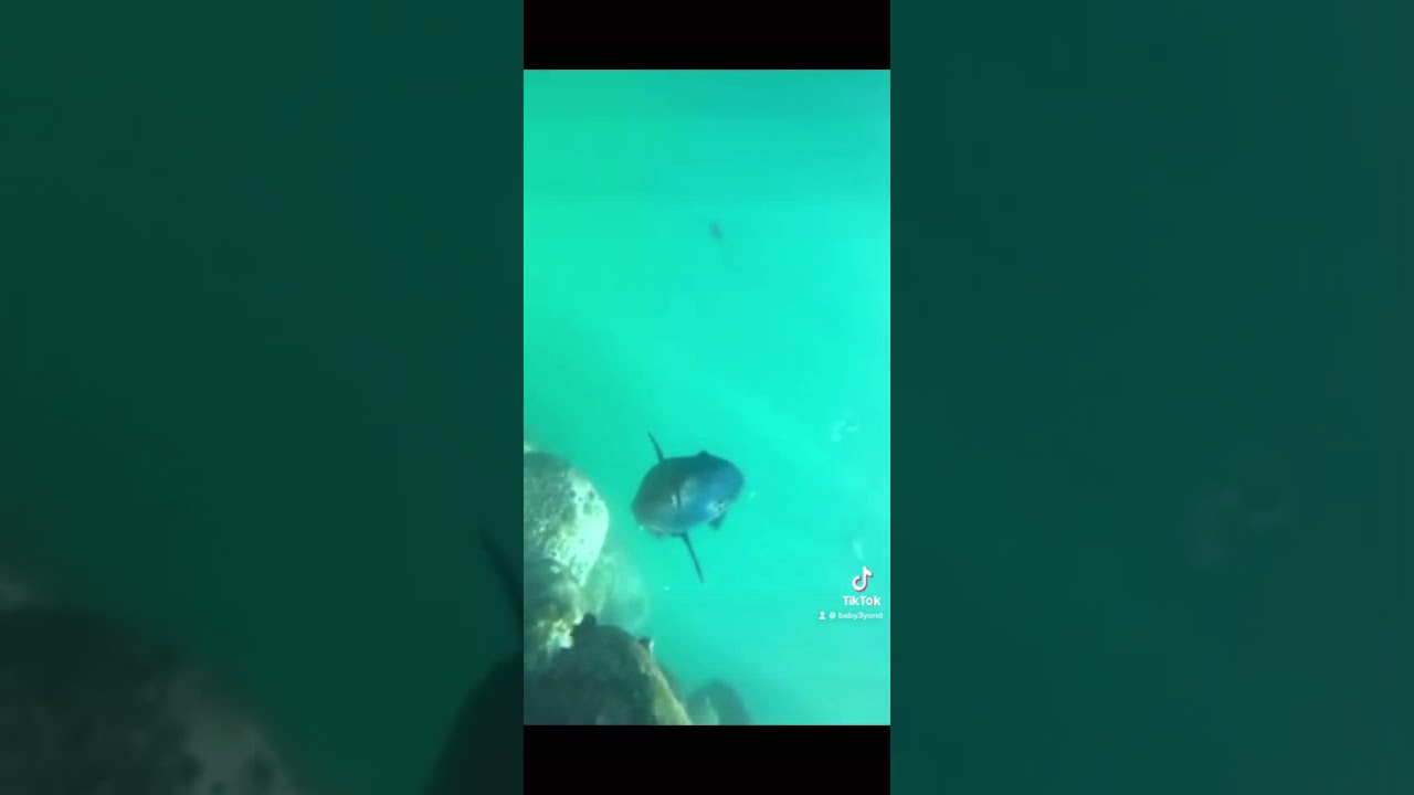 Blue groper in cabbage tree bay, North Sydney, Manly
