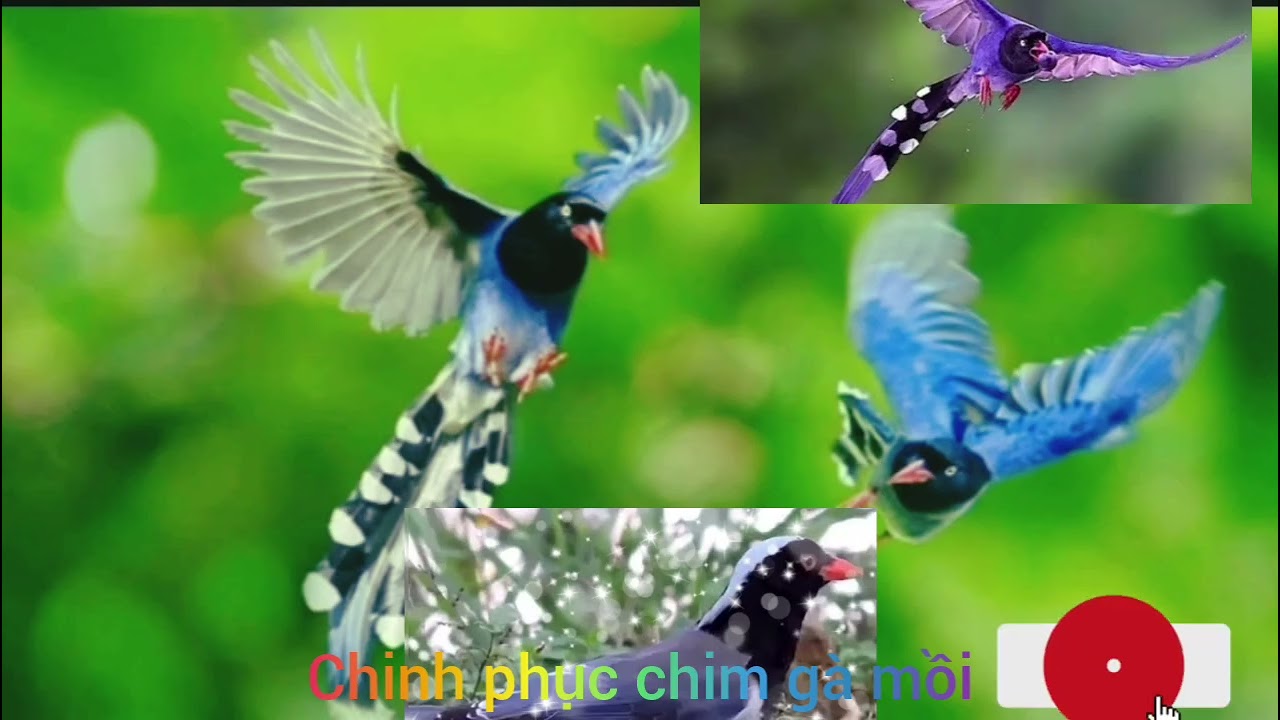Tiếng chim Phượng Hoàng đất hót gọi đàn cực hay bẫy là vào MP4