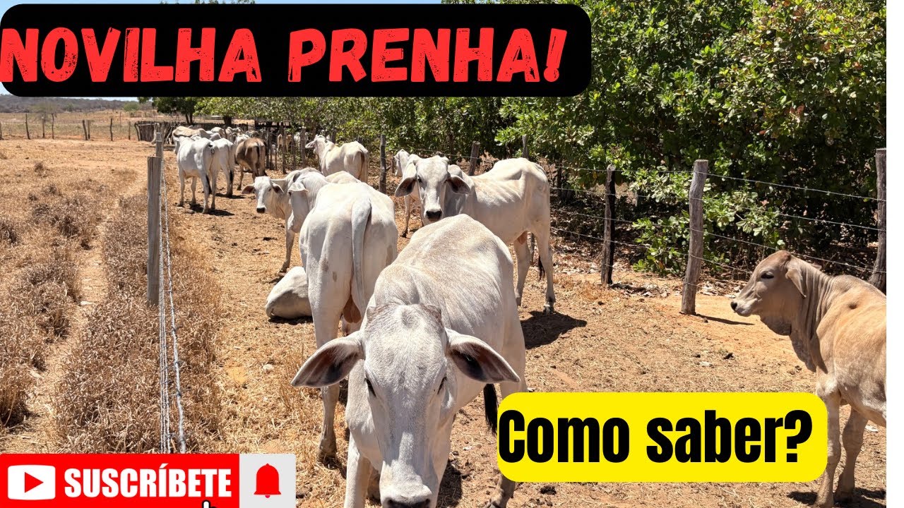 COMO SABER SE A NOVILHA EST&Aacute; PRENHA!