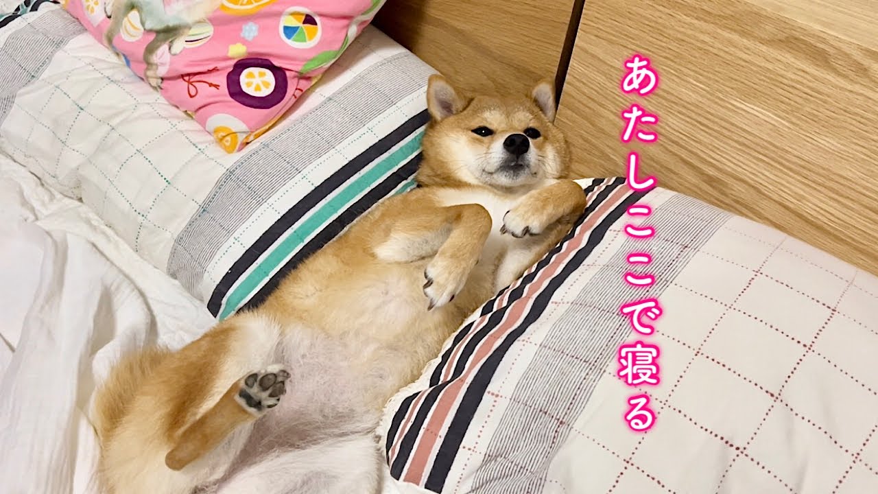 どうしてもパパとママの間で寝たい柴犬が可愛すぎる