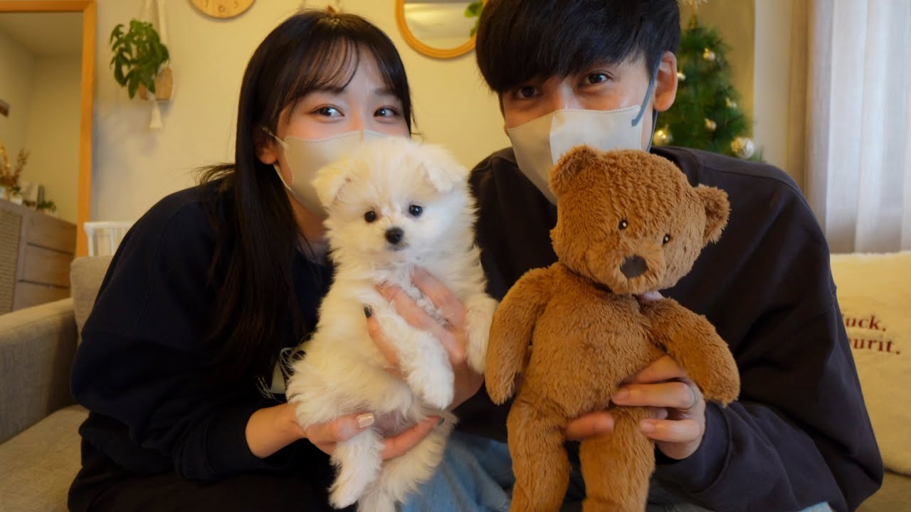 【ご報告】家族が増えました🐶❤️天使降臨