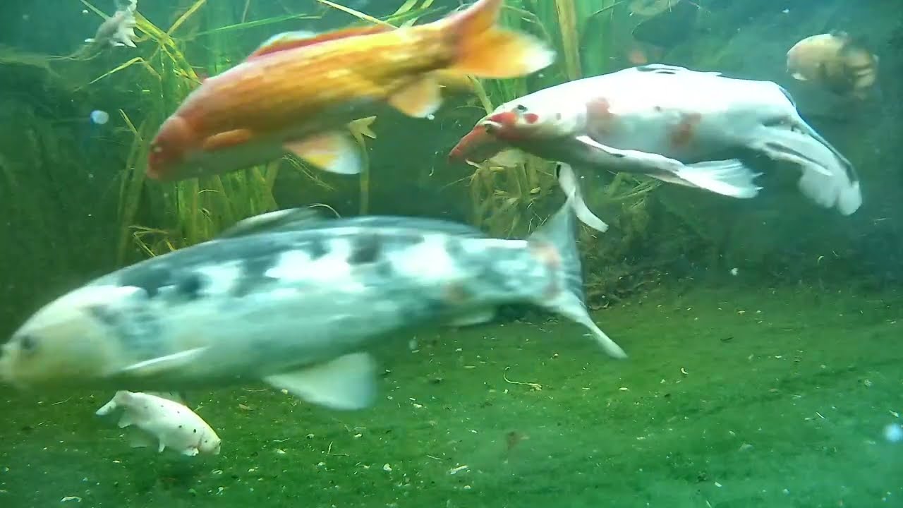 Pond and Turtle cam