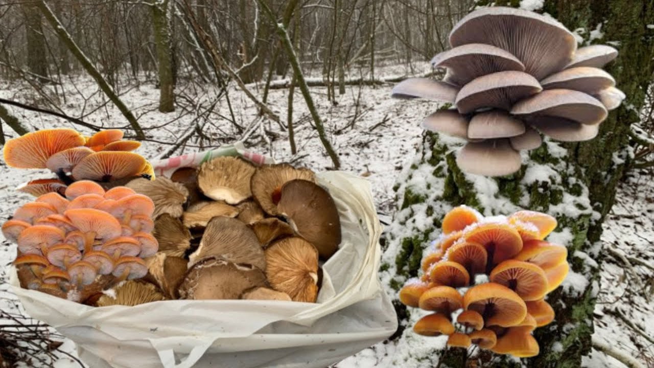 Зима та сніг ❄️ | Зимові гриби | Глива та Фламуліна | Збір грибів у грудні