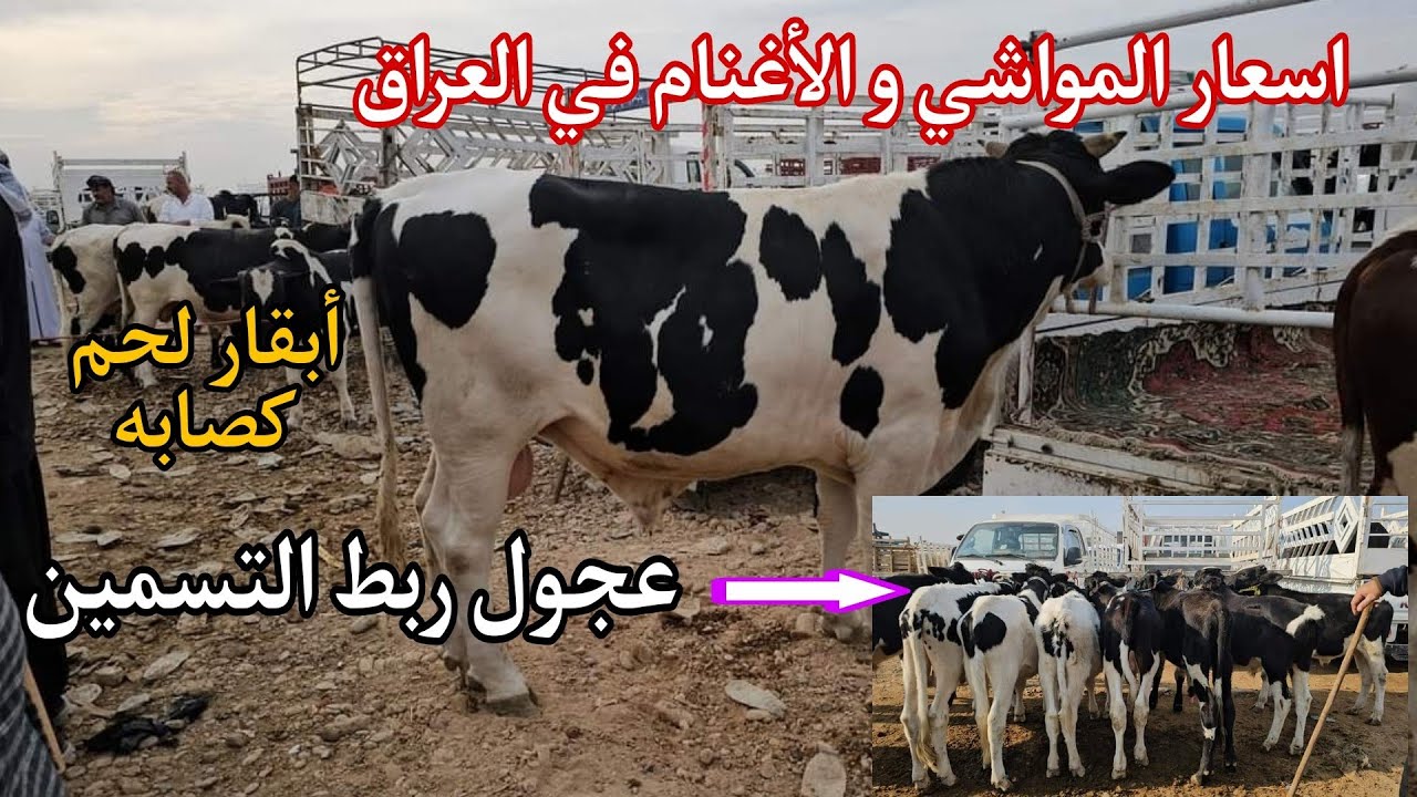 اسعار المواشي و الأغنام في العراق سوق محافظة بغداد في التاجي . انواع المواشي الأبقار والعجول الربط