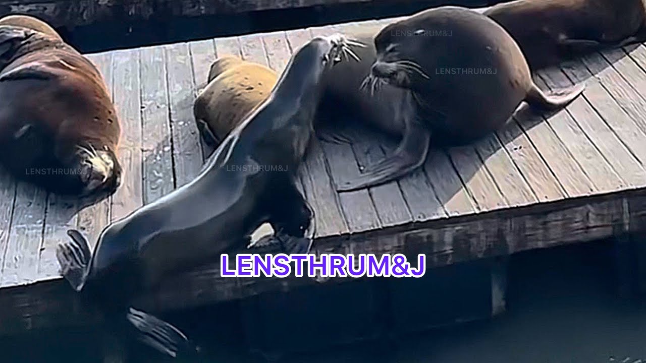 Sea Lion Conversation Caught on Camera 🎥 🦭| Pier 39 San Francisco Sea Lions