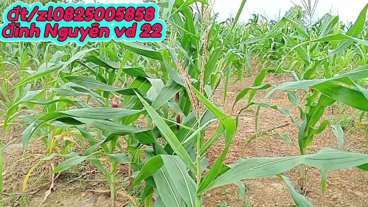 Cực rẻ 3,5 ha giá 420tr nguyên lô trống dk cfê tiêu sầu riêng đất xã iale gialai 