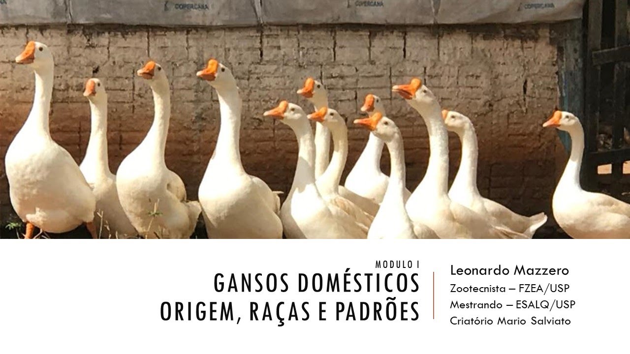 GANSOS DOMÉSTICOS - ORIGEM, RAÇAS E PADRÕES